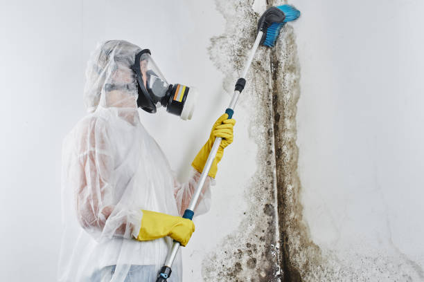 Best Professional Mold Removal  in Bellair Meadowbrook Terrace, FL