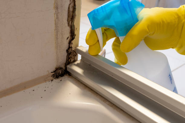Best Fast Mold Removal  in Bellair Meadowbrook Terrace, FL