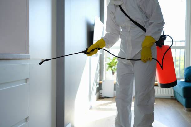 Bellair Meadowbrook Terrace, FL Mold Removal Company