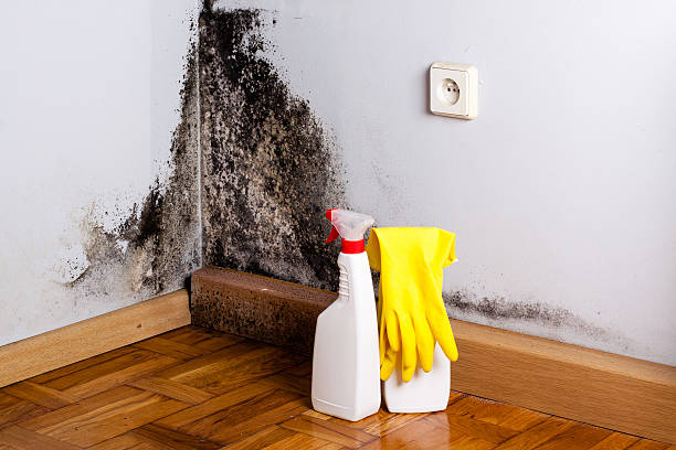 Best Crawl Space Mold Removal  in Bellair Meadowbrook Terrace, FL